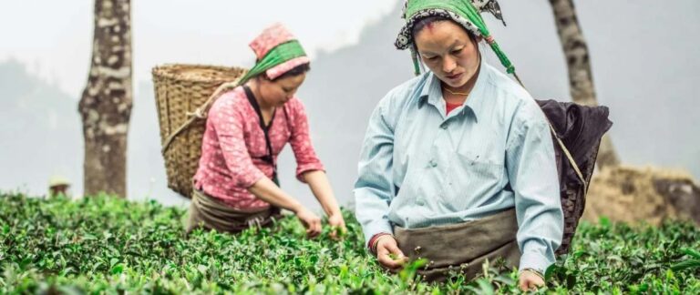 Darjeeling Banner
